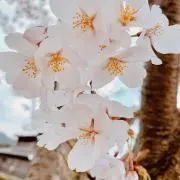 即購入・無言取引OKの画像
