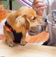 ふじこの画像