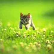 ふくろうの画像