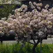 三歩