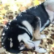あんぱんの画像