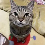 リリーＹ777