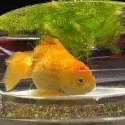 nanaの画像