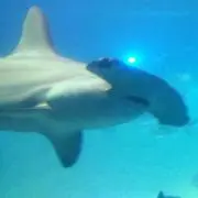 ミスター ポケモン