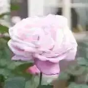 よりこ☆の画像