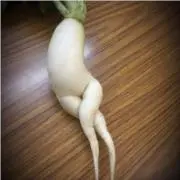 セクシー大根