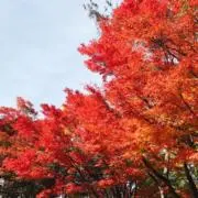ひろはるの画像