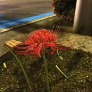 ぱんぴー