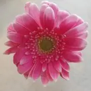 いちごの画像