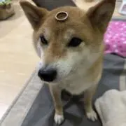 犬好き太郎の画像