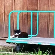 カ