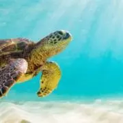 Long-Slow Turtle⭐︎の画像