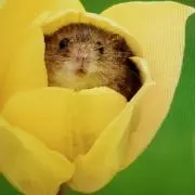 MIHOmippoの画像