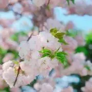 ayaの画像