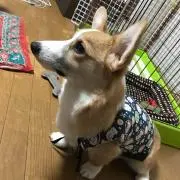 ままん☆即購入以外はコメントお願いしますの画像