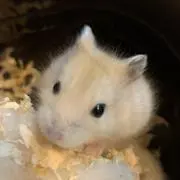 はいびーの画像