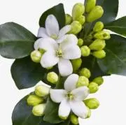 茉莉花の画像