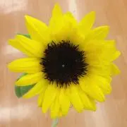 Ｈの画像
