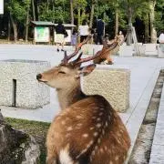 鹿二郎