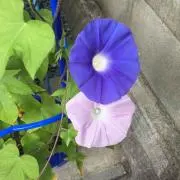 あいび