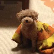 Mimi