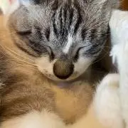 たかしの画像