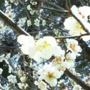 桜咲く