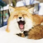 こんのすけの画像