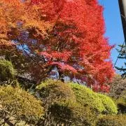 かのん