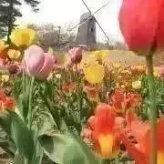 こはだの画像