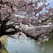 saqueriostarの画像