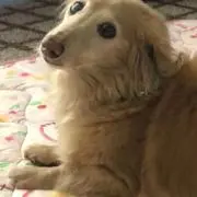 みーの画像
