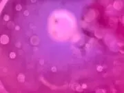 にしだ