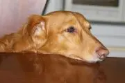 ジャッキーパパの画像