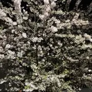 神楽の画像