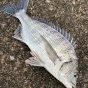 Rの画像