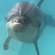 なかむらの画像