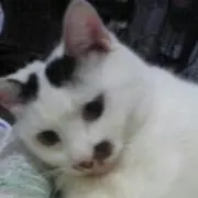 茶々丸