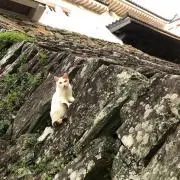 mskの画像