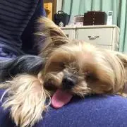 はるはるの画像