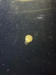 くらげの画像