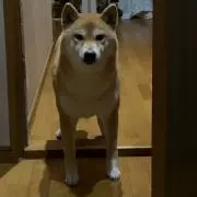 いっぬの画像