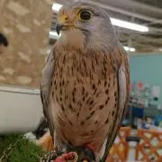 かず