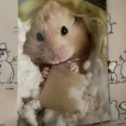 凛ちゃんの画像