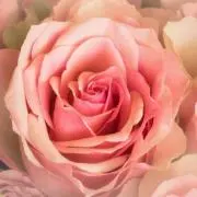roseの画像
