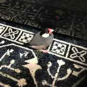 Au Auの画像