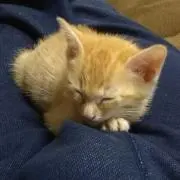 NINの画像