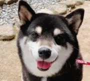 stormerの画像