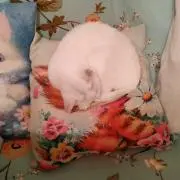 かえる☆の画像