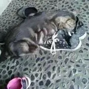 ☆ねこぽん☆